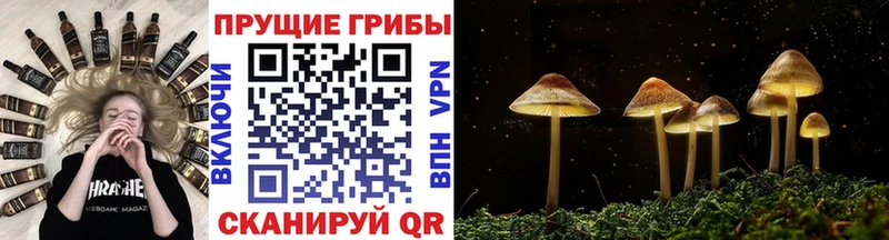 Псилоцибиновые грибы Cubensis  даркнет сайт  даркнет официальный сайт  Малгобек 