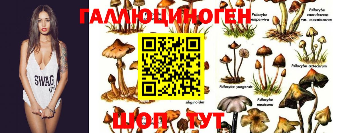 Малгобек  Псилоцибиновые грибы мухоморы  Вход с VPN 